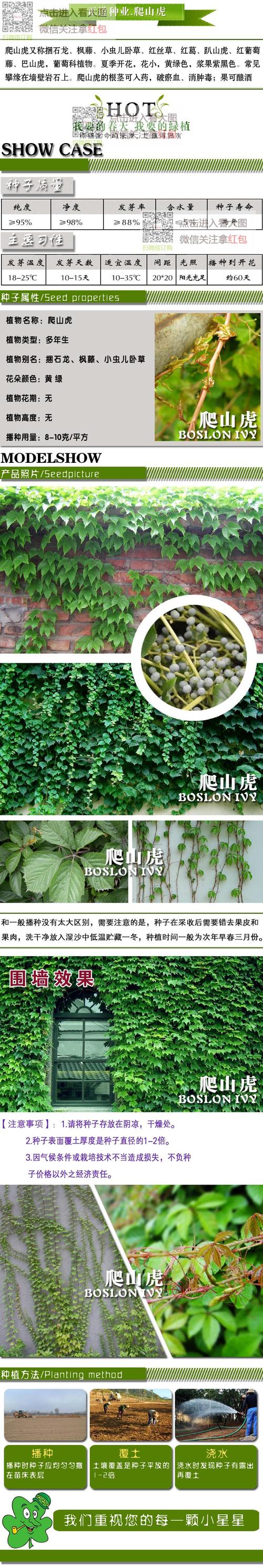 爬山虎花种子四季花卉绿化攀岩植物庭院种植观叶壁虎草植物