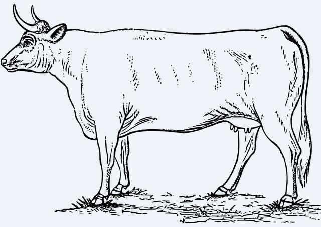 2020年鼠年生肖属牛的人财运怎么样