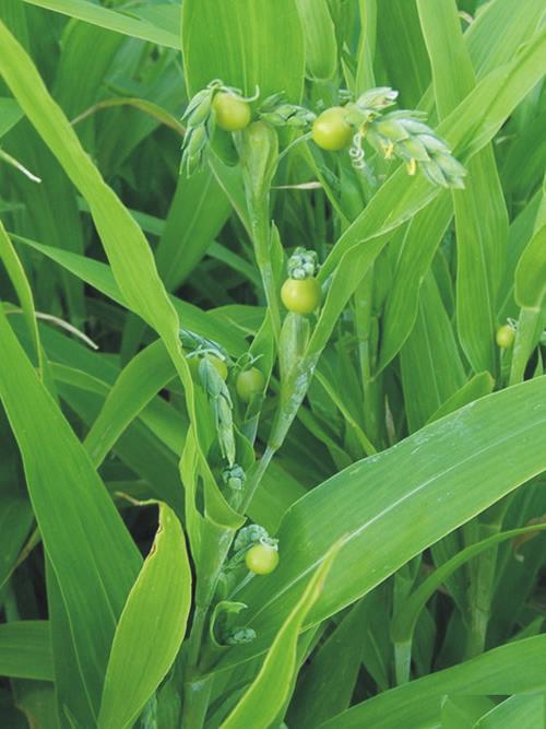 薏米的功效与作用及禁忌,薏苡仁的功效与作用及食用方法