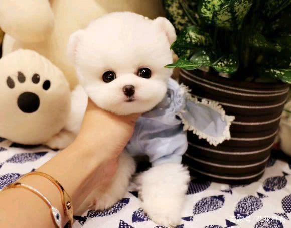 茶杯犬长得那么可爱,究竟是怎么培育出来的?看完表示不想买了!