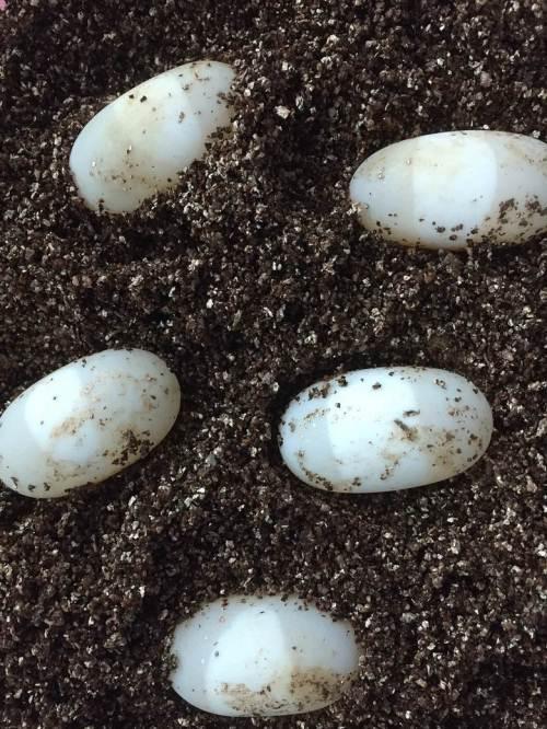 怎么判断乌龟蛋是否受精?乌龟蛋孵化注意事项