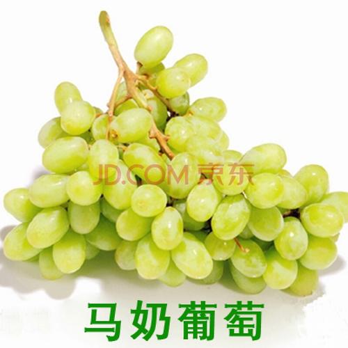 北冰红冬葡萄苗双红冰葡萄苗耐寒冬天不下架爬藤葡萄树苗葡萄树苖