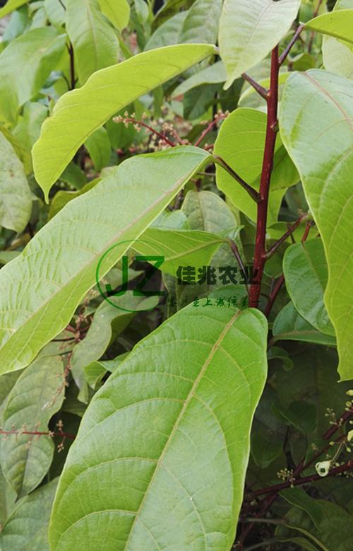 苹婆苗 凤眼果苗萍婆苗禄旺苗九层皮苗富贵子树苗 带土杯带叶包邮