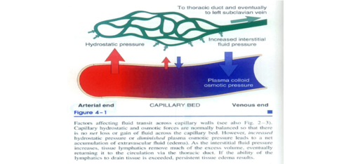 血液循环笔记版