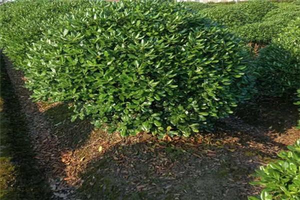 金塔刺冬青苗基地哪里有