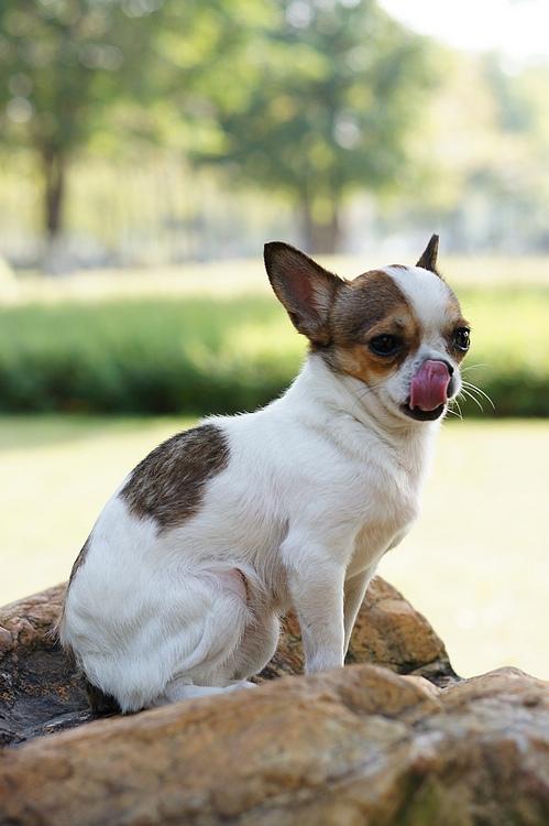 标题:可爱的似猫吉娃娃-----吉吉