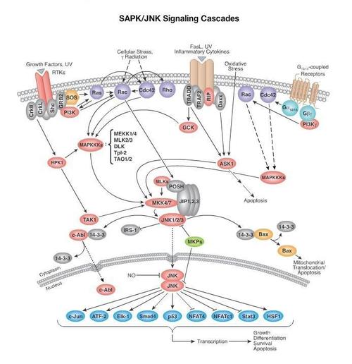 sapkjnk信号通路图
