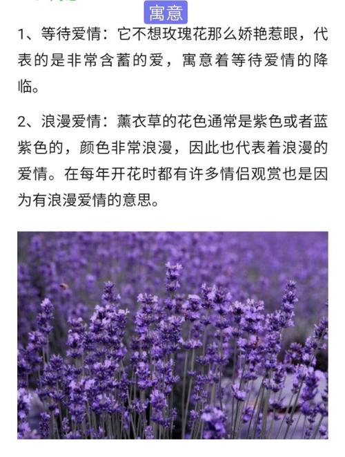 薰衣草的寓意及功效