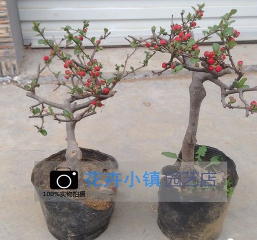 盆栽海棠苗 日本海棠盆景造型树桩 木瓜海棠花苗 花期