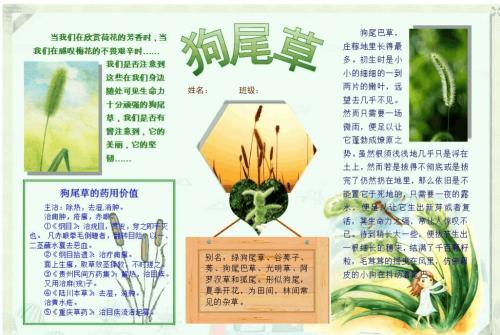 关于植物的生物手抄报 植物手抄报