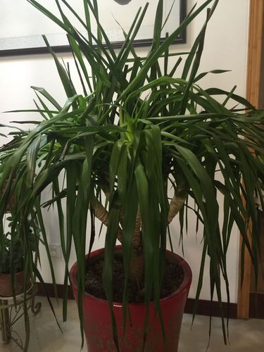 麻烦大家帮忙看看我的龙须树怎么了?叶子往下垂没劲!