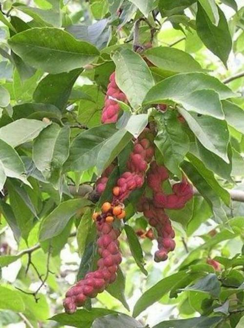 这是木兰科多年生乔木,学名叫紫玉兰,照片里的是它的果实.