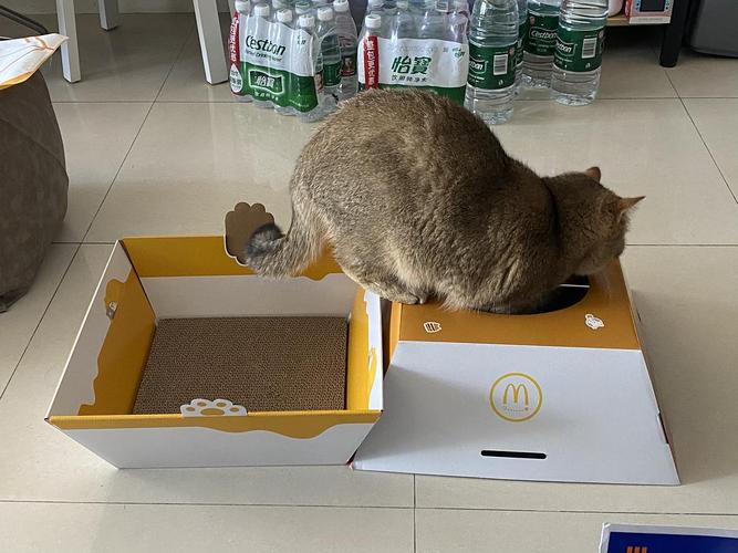 麦当劳猫窝