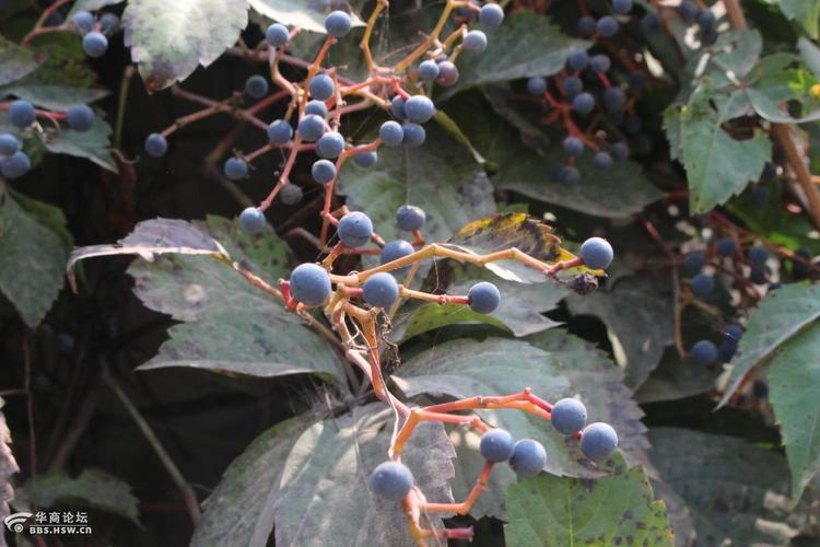长知识:爬山虎的果实