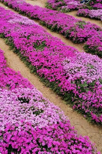 芝樱花,遍地开