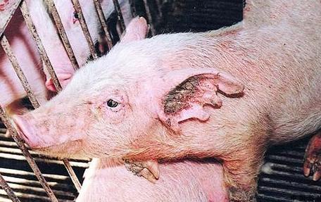 现生猪价格网的编辑将猪寄生虫病防治技术提供如下:      1,病猪症状