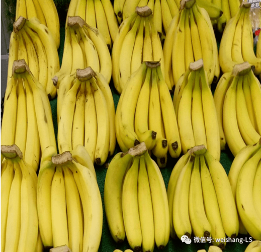 生鲜实操i香蕉陈列与保鲜标准规范