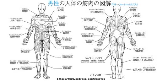动画,漫画,插画专用男性&女性人体の肌肉图解