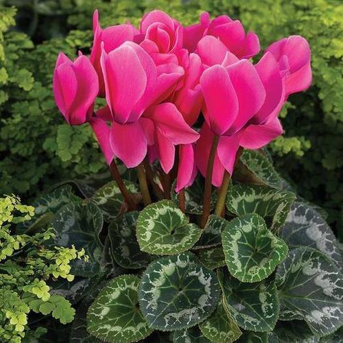 江苏南通如东县 法国morel*斯玛蒂兹仙客来花种子室内高档四季花卉