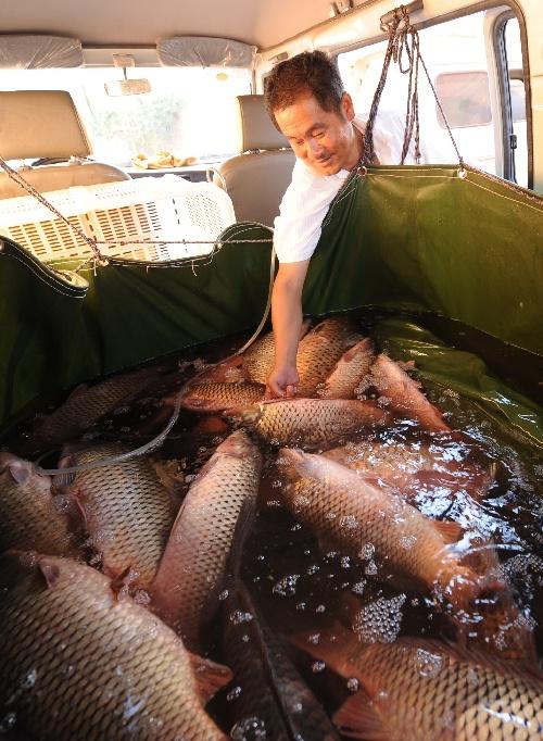 7月18日,鱼商杨师傅来到滇池边西华街村,收购新鲜鲤鱼.