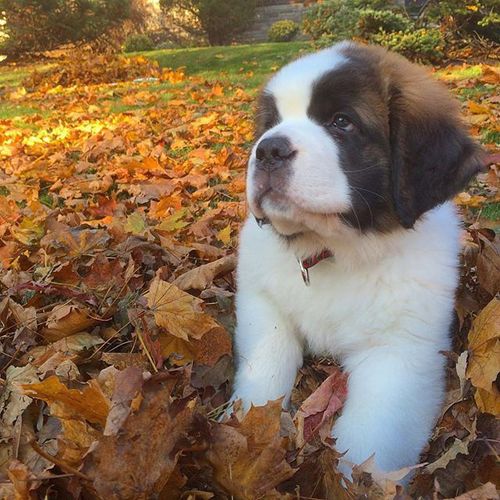 圣伯纳犬小时候真是呆久自然萌