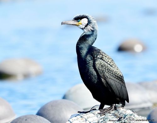 普通鸬鹚——绿鸬鹚