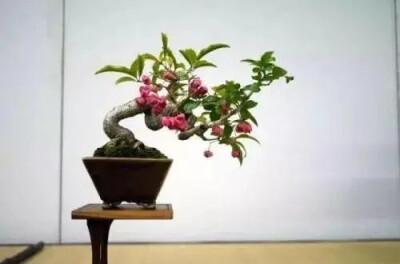日本真弓盆栽