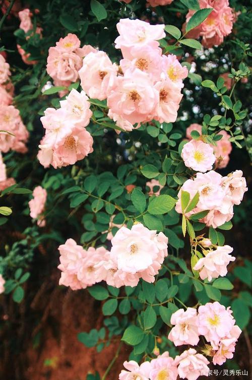 春色与蔷薇共赏,美丽与心情齐飞,绿心这片蔷薇美炸了!