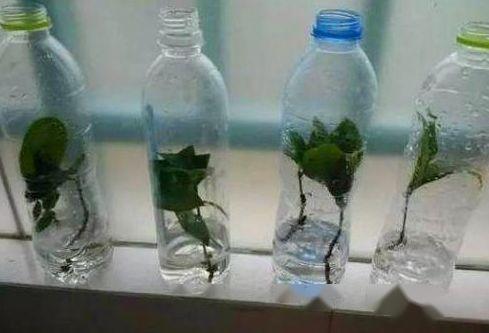 留一点可乐瓶,矿泉水瓶,把它们这样用,再难养的花,都能养爆!