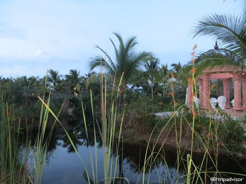 sapodilla