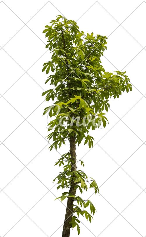 春天抠图荆棘请柬果树生活方式韩国自然园艺摄影
