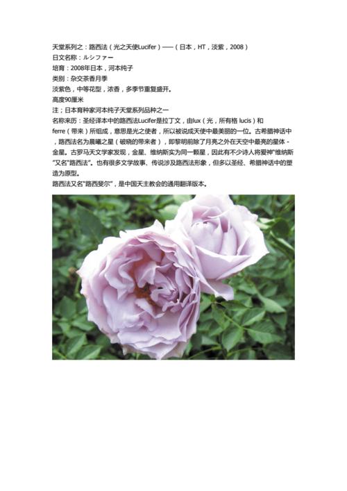 浅析月季品种介绍.doc