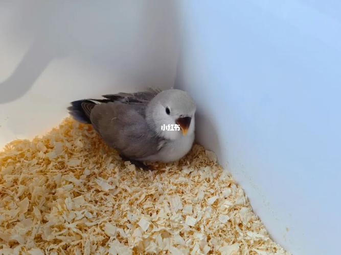 家里已经有墨边闪  墨伊莎  墨熏  墨闪派  墨银#牡丹鹦鹉  #手养