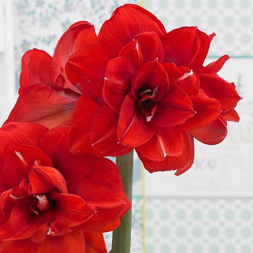 现货荷兰进口洋朱顶红种双皇doubleking大花喜庆种球