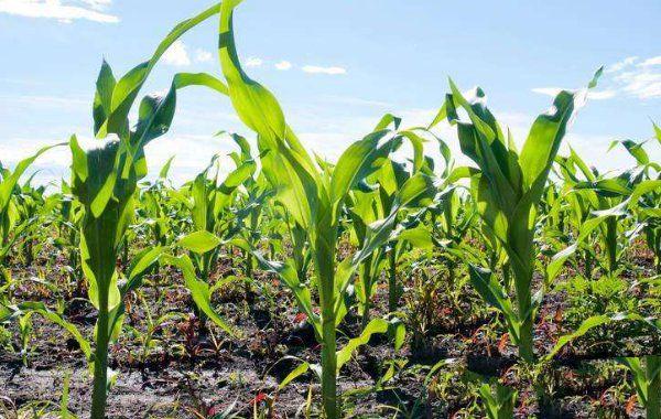 玉米适时晚收的优势