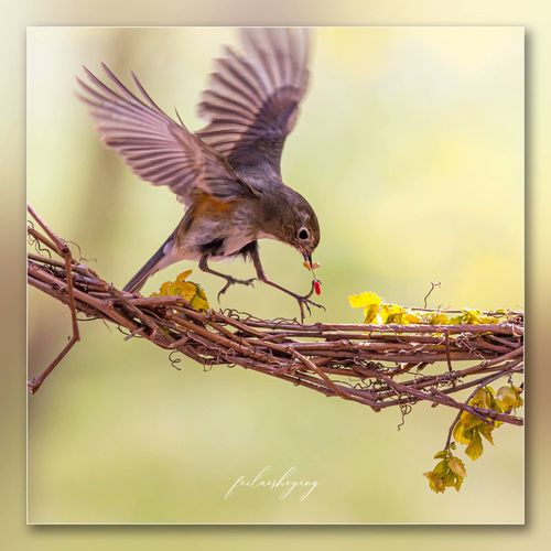 [生态摄影] 小鸟捉虫