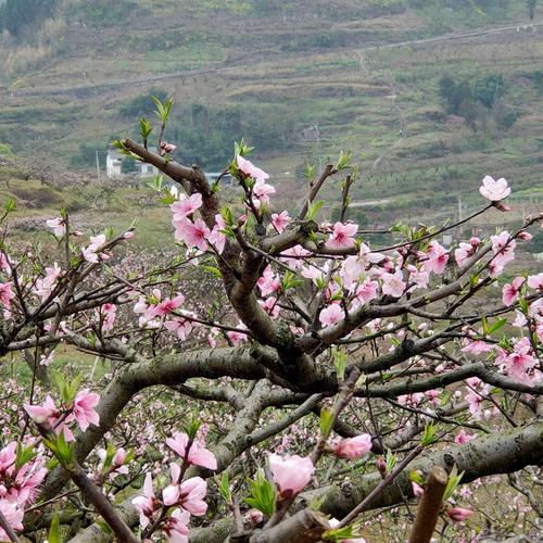 重庆市合川区太和桃花山