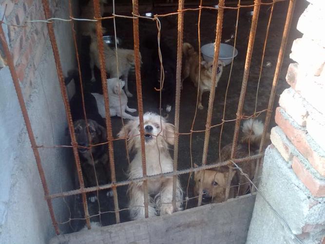 流浪猫狗救助中心归来