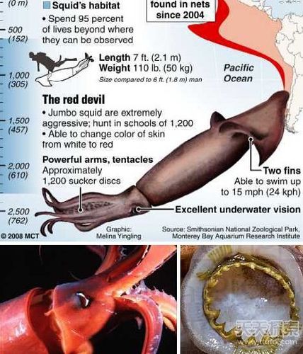 8大长相怪异鱿鱼 揭秘鱿鱼奇怪性行为