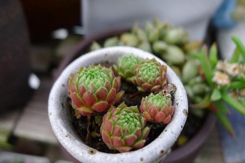 不知名长生草   