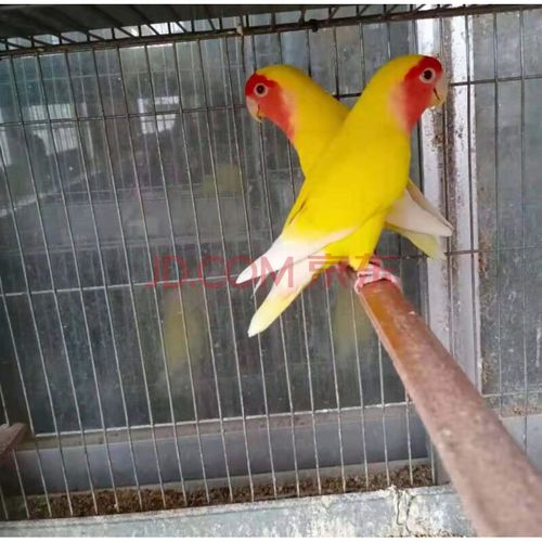 天弗鹦鹉活体绿桃黄桃牡丹鹦鹉虎皮手养幼鸟玄凤鹦鹉宠物活鸟 手养