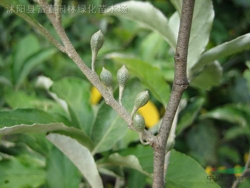 牛奶子种子牛奶子别名阳春子甜枣麦粒子半春子