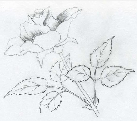 各种花的画法铅笔画