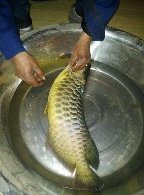 这条银龙鱼值多少钱 五六斤重