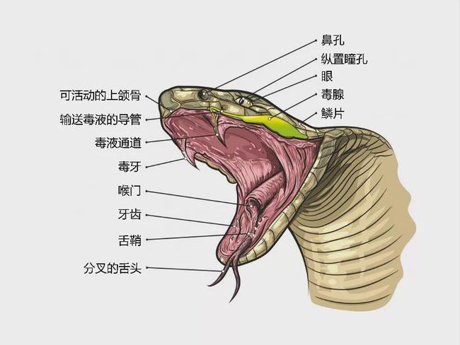 一地王锦蛇十里无毒蛇的决斗后