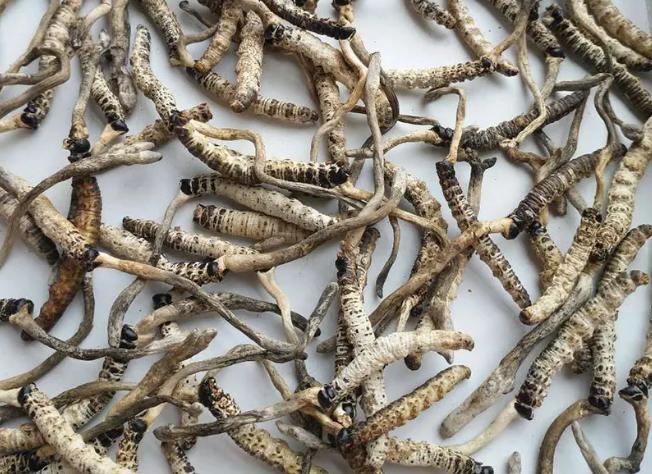 冬虫夏草能吃吗?虫草不能随便吃