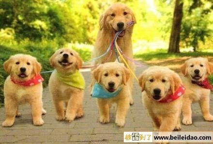 天气大好,金毛妈妈带崽子们出去溜达