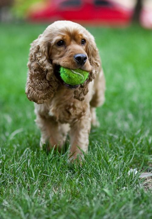 再上家中可爱的可卡犬