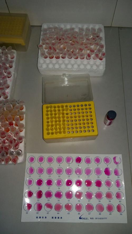 虎红平板凝集试验!