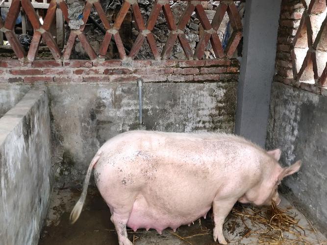 妊娠母猪母猪怀孕112天了,还有两天就要生产了,今天发现有一个乳头硬